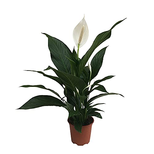 Spathiphyllum wallisii 'Pearl Cupido' | Einblatt Pflanze | Weiße Blüte | Luftreinigende Zimmerpflanzen gross | Höhe 70-80cm | Topf-Ø 17cm