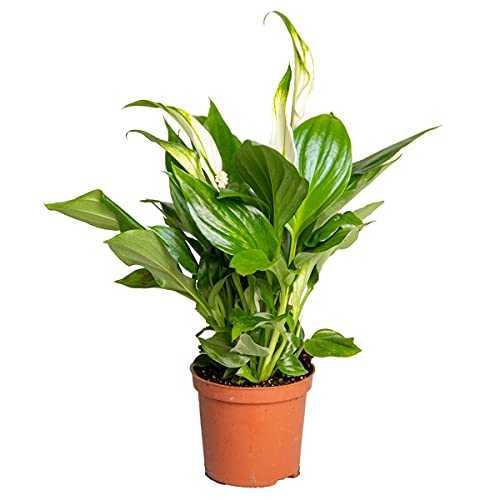 Spathiphyllum 'Pearl Cupido' - Friedenslilie - Einblatt - Zimmerpflanze - Luftreinigend - ⌀7 cm - ↕15-20 cm