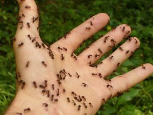 Ameisensäure-Allergie